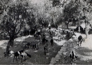Rebaño de Cabras pastando, Las Huertecicas, por 1960       